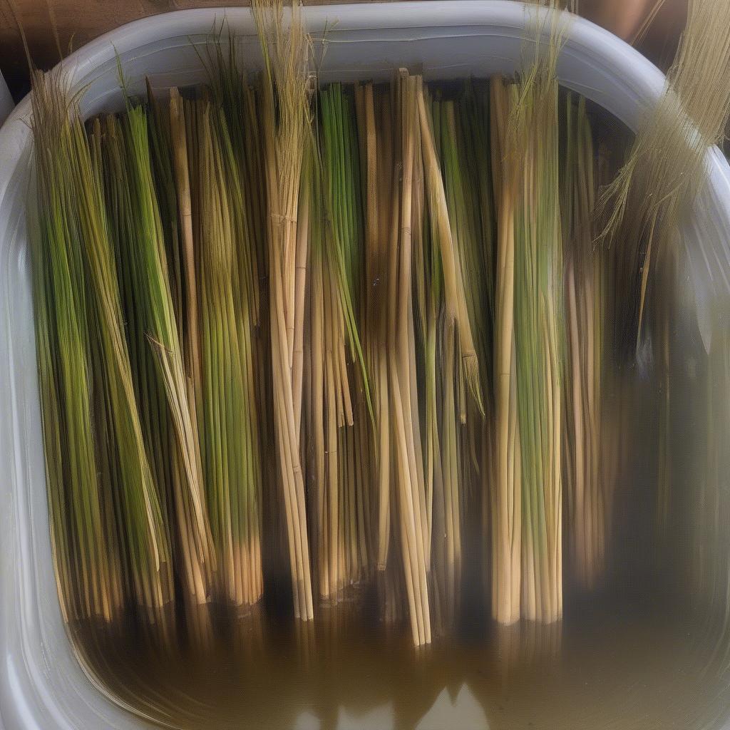 Soaking Willow Reeds for Basket Weaving