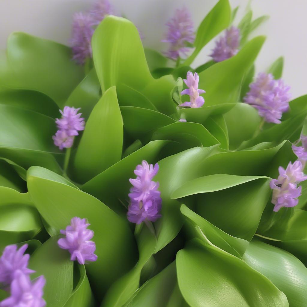 Water Hyacinth Plant Used for Weaving