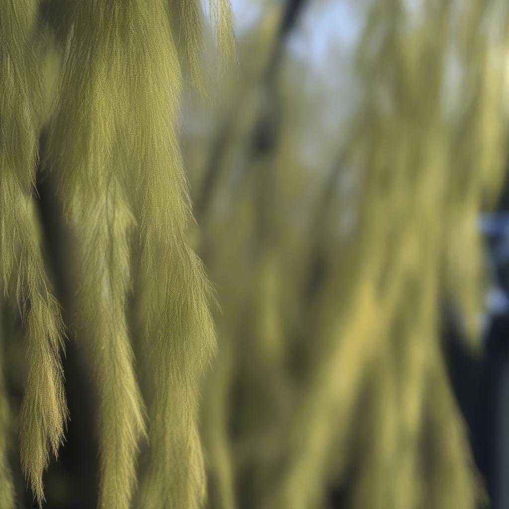 Inspecting willow branches for quality